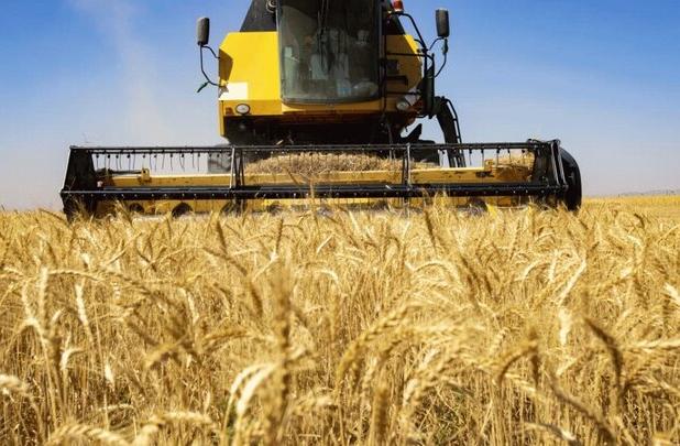 پیش‌بینی تولید ۱۰۲ هزار تن گندم در شهرستان همدان