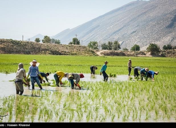 کشت برنج در ۶۵۰ هزار هکتار از اراضی ۱۹ استان کشور