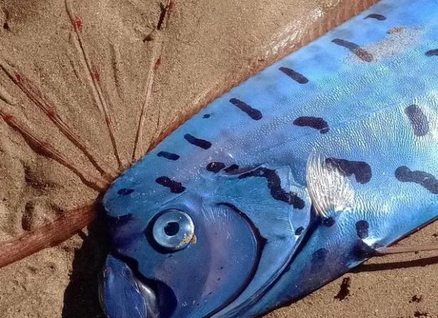 مشاهده «ماهی آخرالزمان» در ساحل تاسمانی