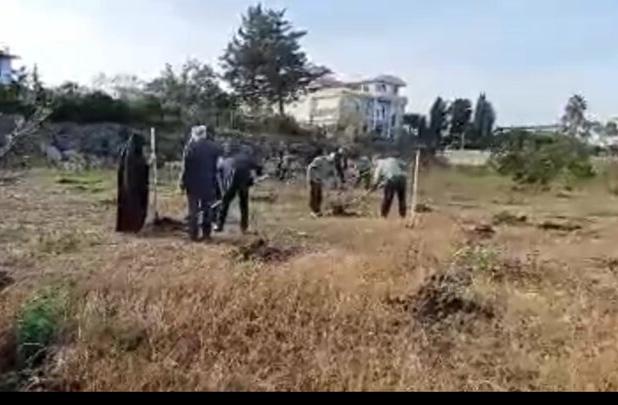 پویش نهالکاری «در سایه مادر» در ساحل مازندران