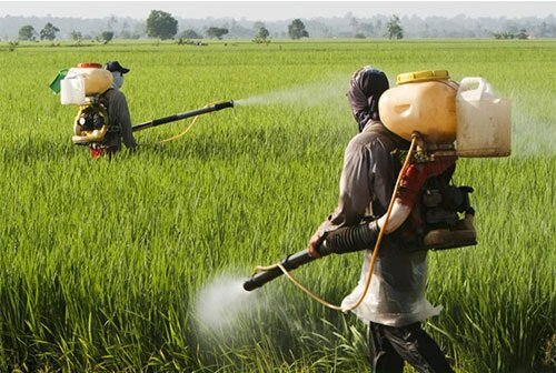 آفت‌کش کلرپیریفوس رشد مغز جنین را مختل می‌کند
