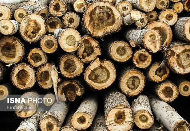 ایران سالانه به ۱۳ میلیون مترمکعب چوب نیاز دارد