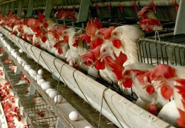 چرا توسعه واحدهای تولید تخم مرغ در خراسان شمالی در اولویت نیست؟