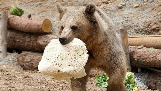 حمله خرس به کوهنورد در ارتفاعات پیرانشهر