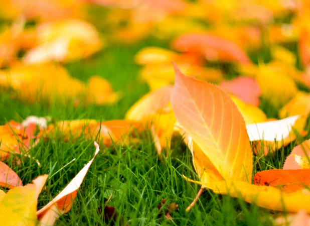 چمن‌ها در پاییز هم منتظر آبیاری هستند؟