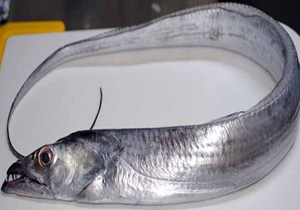 ۲۲۲ میلیون دلار ماهی یال اسبی صیدشده از آب‌های جنوب به چین صادر شد