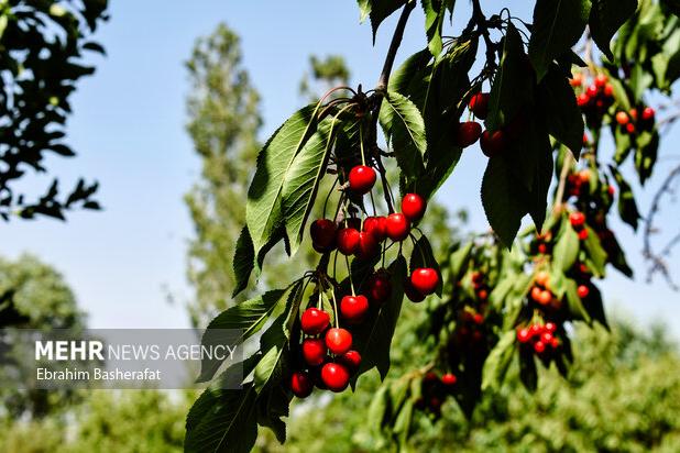 رتبه پنجم آذربایجان شرقی در تولید محصول گیلاس در کشور