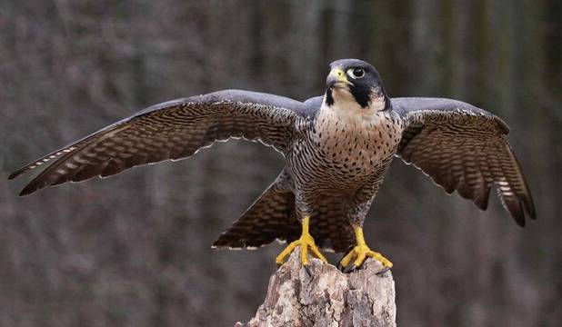 کشف شاهین زنده و سلاح غیرمجاز در بندرلنگه