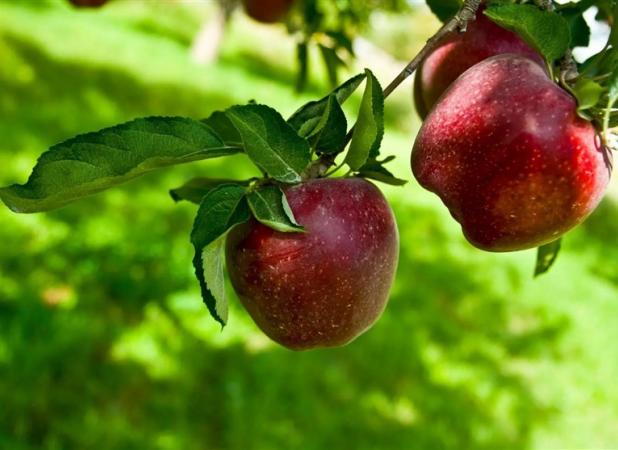 هسته‌ای در کشاورزی ــ ۲۷ | کاربرد فناوری هسته‌ای در افزایش دوام سیب صادراتی