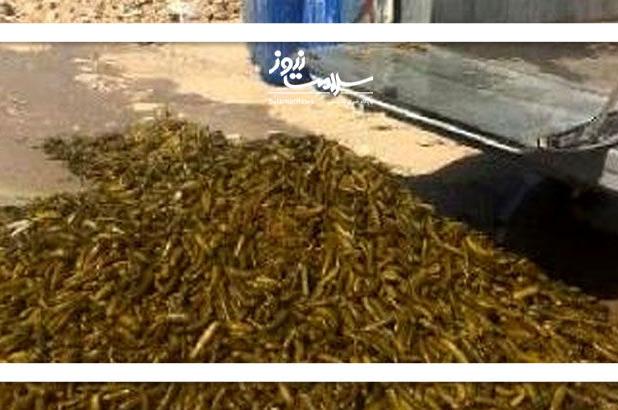 سرطان در دبه‌های خیارشور فله‌ای