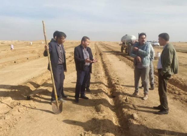 فتحی: محصول «کاپاریس» برای نخستین بار در شهرستان دهلران کشت شد