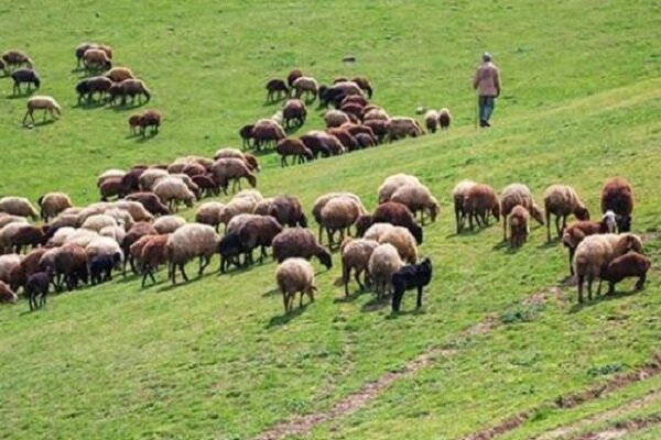 دستگیری متخلف تعلیف غیرمجاز در منطقه حفاظت‌شده باشگل