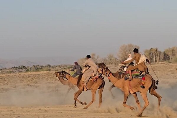 سیستان و بلوچستان میزبان؛ مسابقات شتردوانی قهرمانی کشور