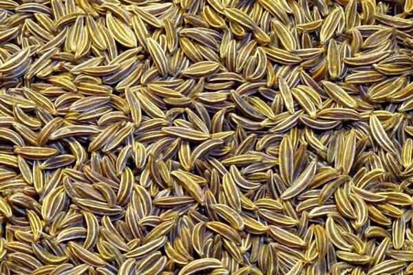 نقش عوامل اقتصادی در تولید و فرآوری زیره سبز