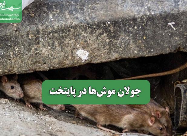 جولان موش‌ها در پایتخت