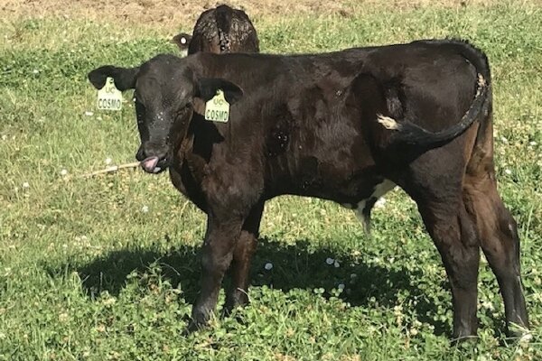 کشف ۱۶ رأس گوساله قاچاق در مهدیشهر