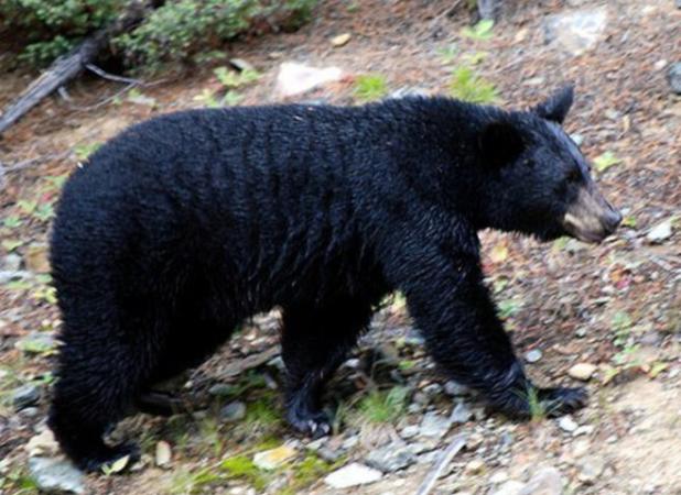 حمله خرس به دام‌های روستایی چهاردهنه‌ای و کاریزای رودان