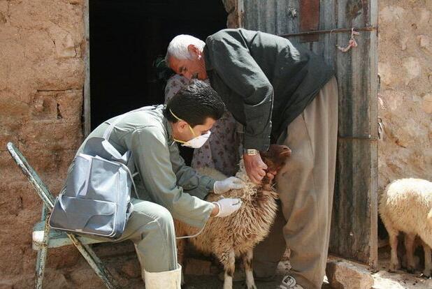 ۲۱۰ راس دام در روستای سیف سفلی مریوان واکسینه شدند
