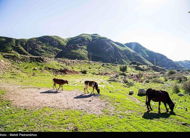 زوال جنگل‌های زاگرس؛ تغییر اقلیم و دخالت انسانی مقصرند