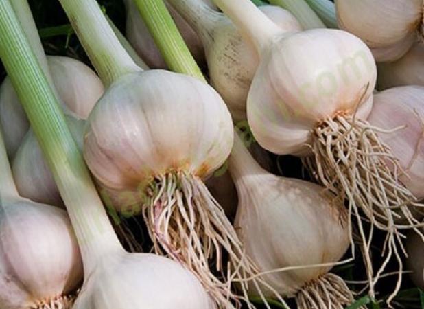 رئیس کمیسیون صادرات غیرنفتی اتاق بازرگانی استان: قیمت بالای سیر موجب کاهش صادرات سیر همدان شد