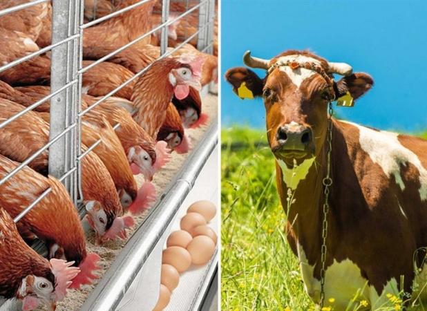 حمل نهاده‌های دامی به واحدهای تولیدی آغاز شد