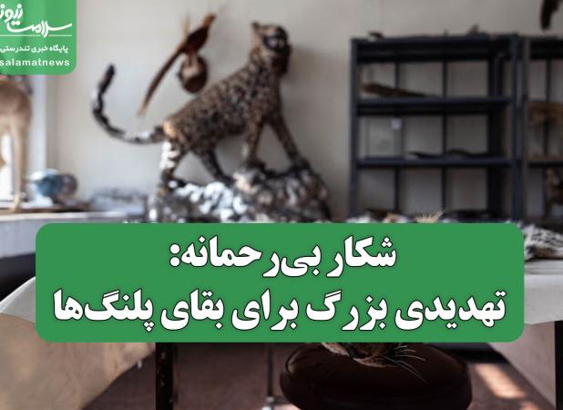 شکار بی‌رحمانه: تهدیدی بزرگ برای بقای پلنگ‌ها