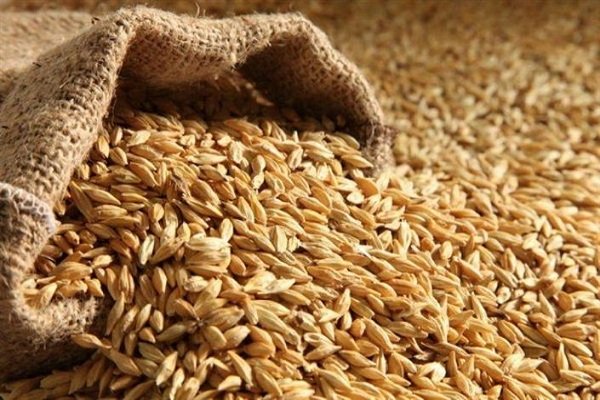 خرید تضمینی گندم در کرمانشاه از مرز ۵۵۰ هزار تن عبور کرد