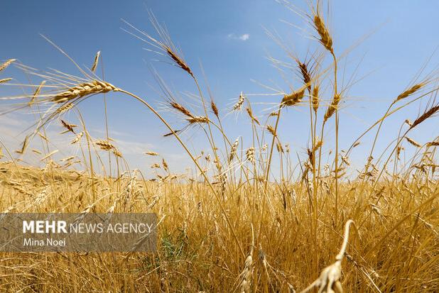 ۱۸۰۰ میلیارد ریال از مطالبات گندم  کاران خراسان جنوبی پرداخت شد