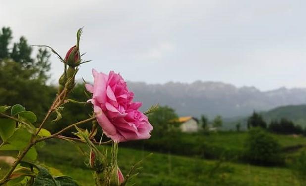 برگزاری پنجمین جشنواره گل‌محمدی در دودانگه ساری