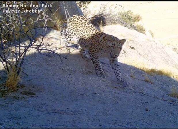 ثبت تصاویر جدید از پلنگ ایرانی در پارک ملی بمو
