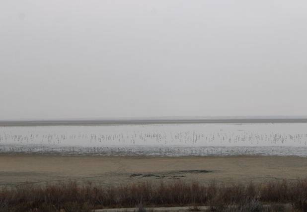 وقتی افزایش دما، تالاب‌های گلستان را سر می‌کشد + عکس