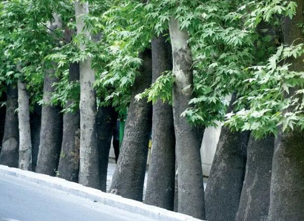 درخت چنار خیابان ۱۵ خرداد تهران برای رفع خطر سربرداری شد