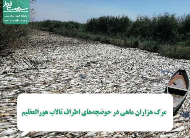  مرگ هزاران ماهی در حوضچه‌های اطراف تالاب هورالعظیم