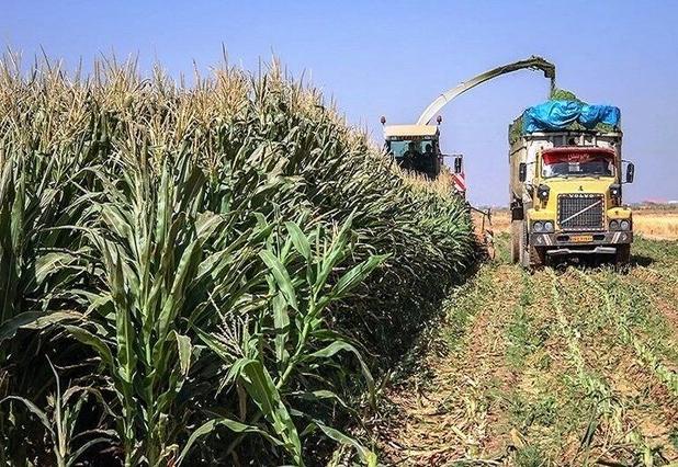 تولید بیش از یک میلیون تن علوفه در کرمانشاه