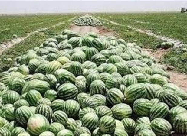 فهرست محصولات کشاورزی آب بر اعلام شد/ عوارض صادراتی یک درصدی آب مجازی