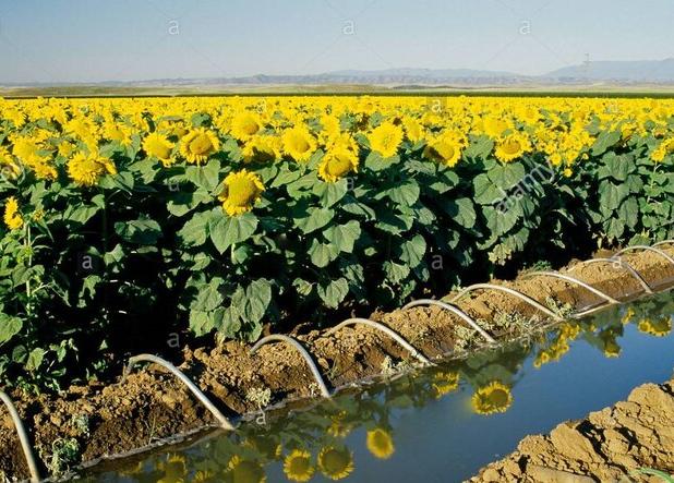 سالانه ۵۰۰ هزار تن روغن خام آفتابگردان وارد می شود