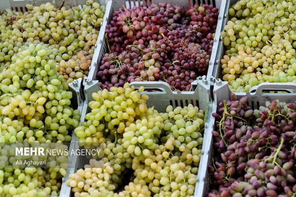دستجردی:۴۰ درصد محصولات انار و انگور خلیل آباد به ضایعات تبدیل شد