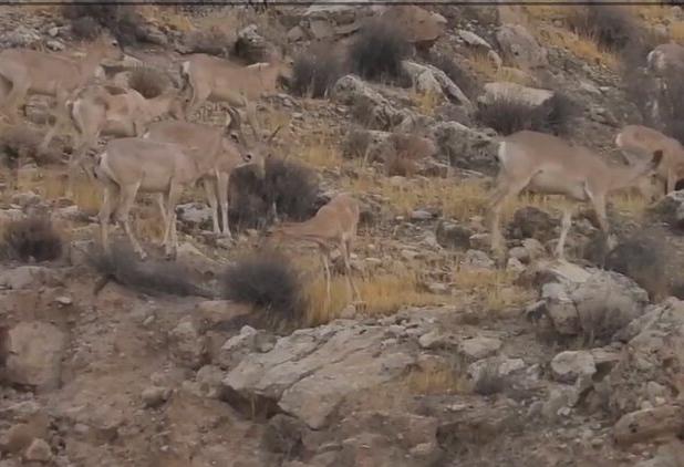 حیات وحش منطقه شکار ممنوع کوه سیاه بخش بوشکان
