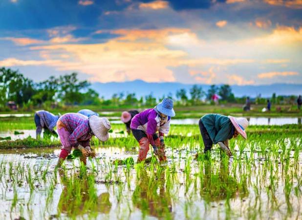 توسعه کشت برنج در کارون با روش های نوین آبیاری