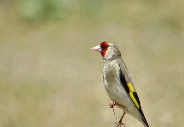 بازداشت متخلفان زنده‌گیری سهره طلایی در زیستگاه‌های تالش