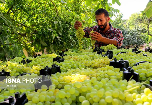  ۱۰ تُن انگور از باغات تیران برداشت شد