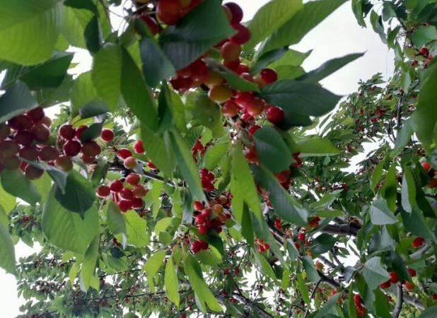 برداشت گیلاس از باغات استان اردبیل آغاز شد