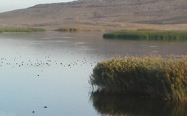 دستگیری عامل آتش‌سوزی‌های عمدی تالاب بیشه‌دالان بروجرد با رصد هوشمند محیط‌زیست