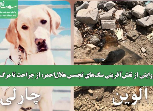 روایتی از نقش‌آفرینی سگ‌های تجسس هلال‌احمر، از جراحت تا مرگ