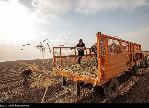 فشار گرانی شکر به کشورهای آفریقایی