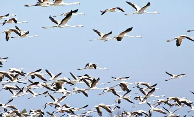 بارش‌های پاییزی نوید حضور بیشتر پرندگان مهاجر را می‌دهد