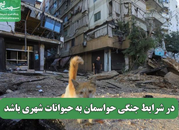 در شرایط جنگی حواسمان به حیوانات شهری باشد