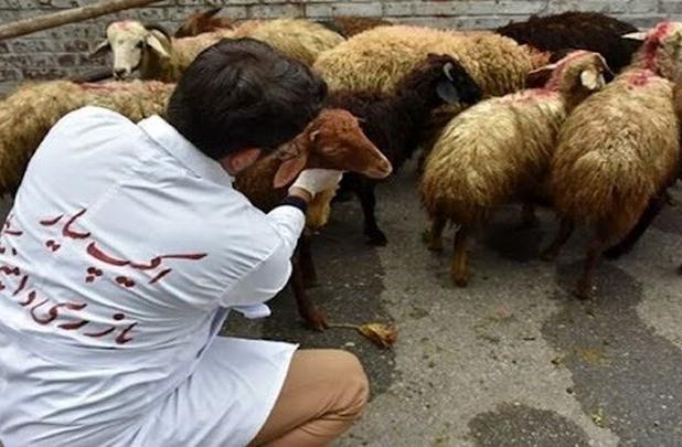کمبود نیروهای متخصص دامپزشک دغدغه فعالین بخش دامداری خراسان شمالی است