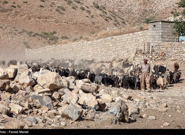 دستگیری ۲۱۳ سارق احشام/کشف ۲۶۶ گاو و گوسفند