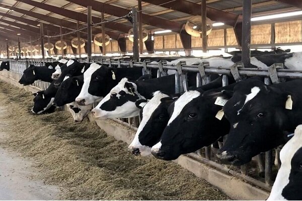 ۸۱۱ طرح پرواربندی دام در مازندران به بانک‌ معرفی شده است